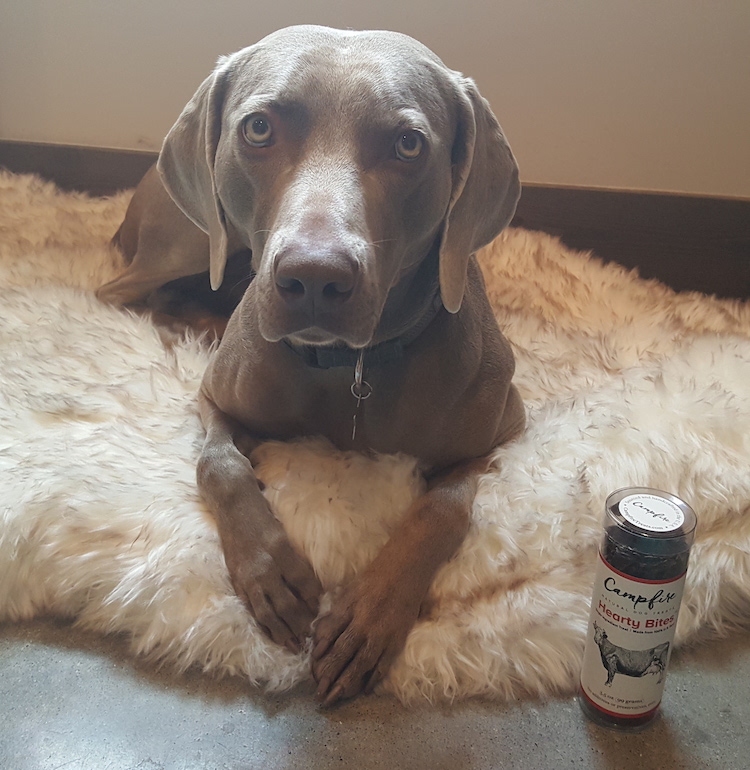 Remy with his Campfire Natural Dog Treats