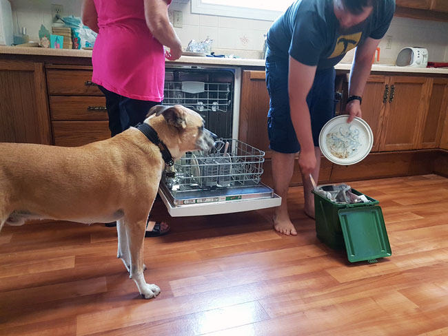 How to teach your dog leave it - Baxter supervising the dishwasher and garbage after dinner