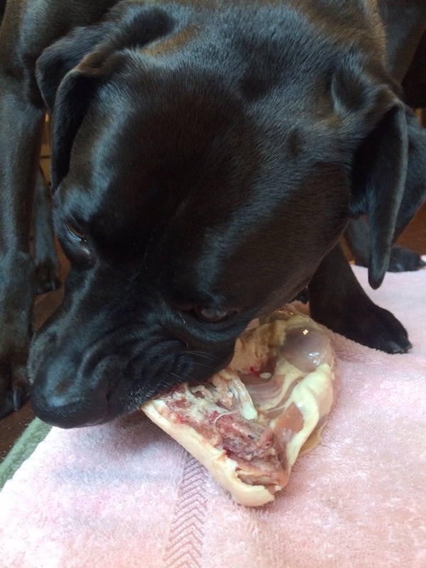 Missy eating a chicken leg quarter