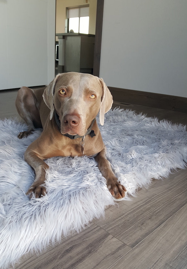 Remy with his PupRug bed