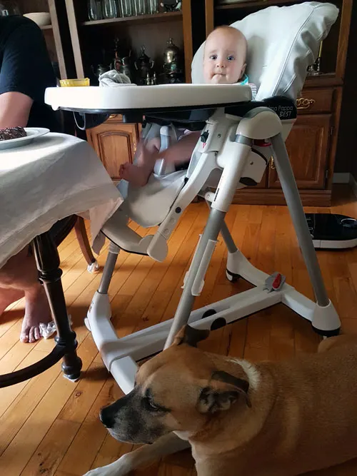 Baxter sitting under the baby's highchair