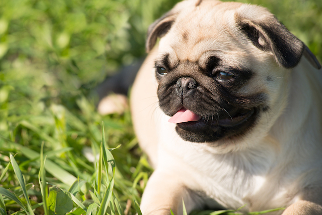 Pug