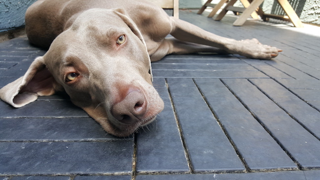 My dog Remy looks innocent ... but bites hands