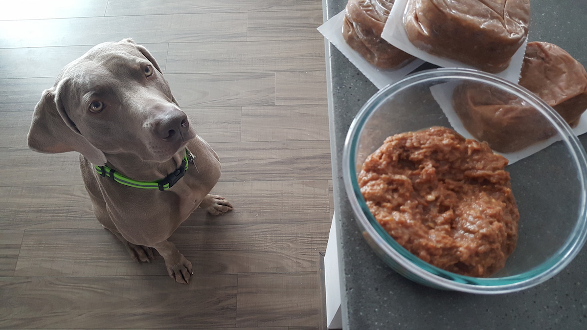 Remy about to enjoy raw dog food from Darwin's
