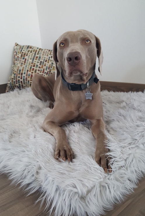 Remy on Treat A Dog's bed
