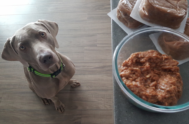 Remy with his raw dog food from Darwin's