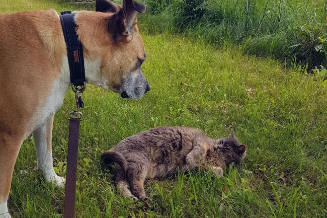 My dog Baxter and my barn cat Ralph