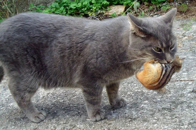 Cat with a chipmunk in her mouth