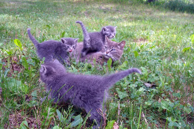 Mother cat with her kittens