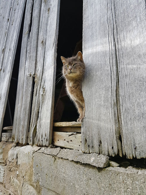 Ralph in the barn