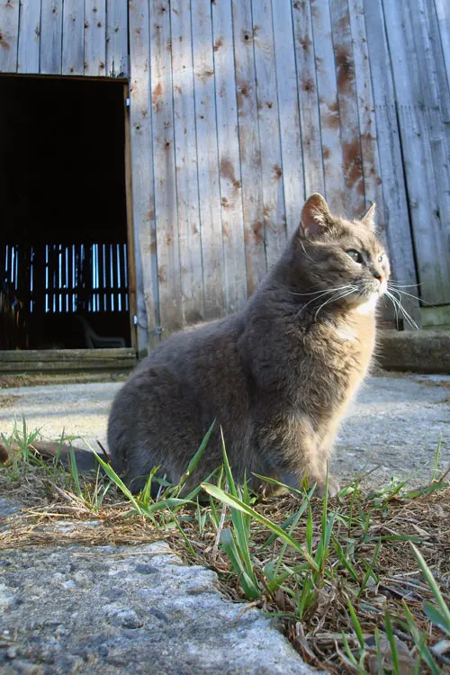 Barn cat Ralph