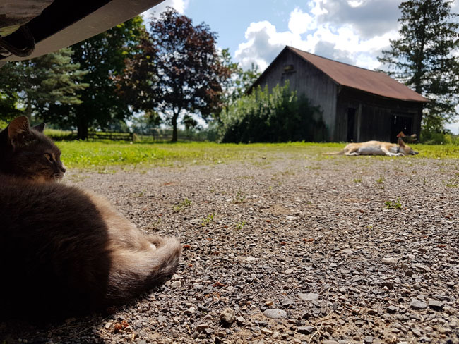 Ralph and Baxter laying in the sun