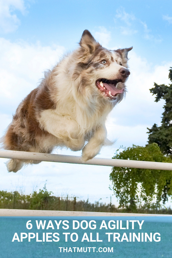 Dog agility training