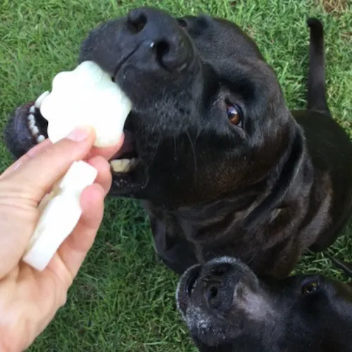 Buzz and Missy about to eat their frozen goat milk treats