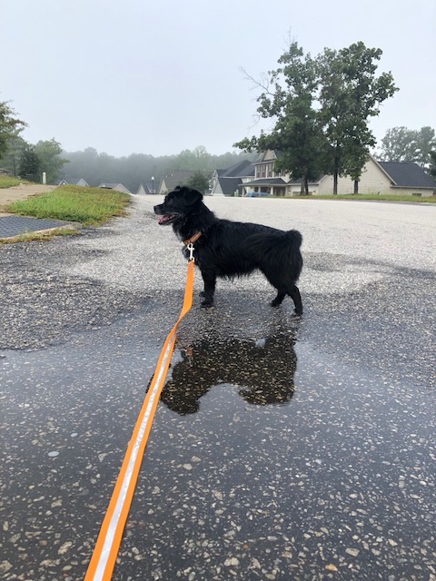 Lila modeling the waterproof collar and leash