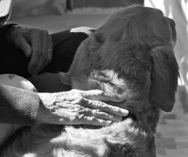 Senior citizen petting a dog through ELDERDOG