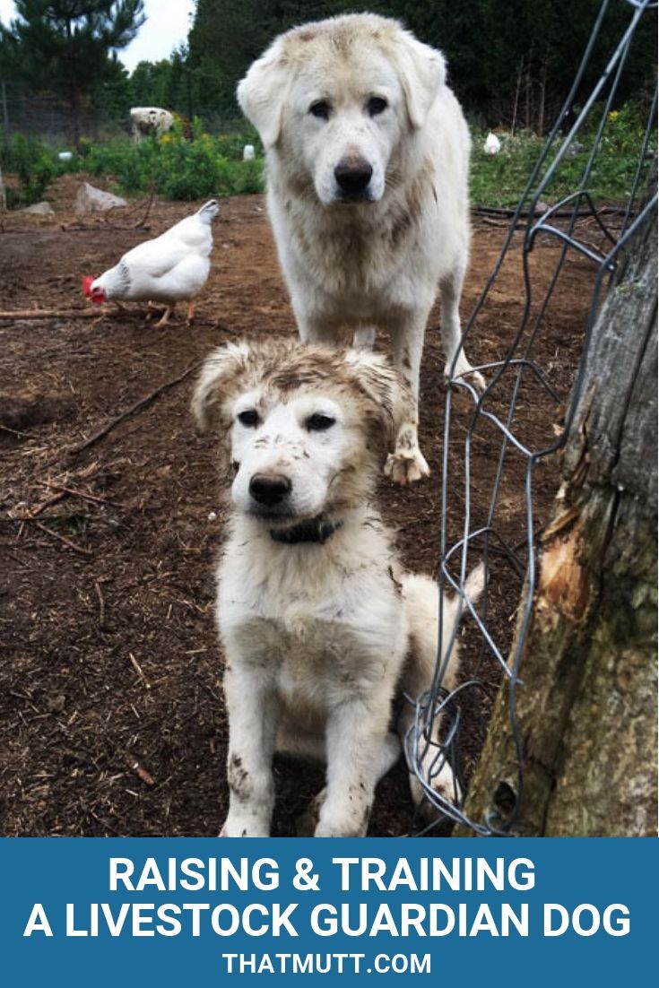 Livestock guardian dogs