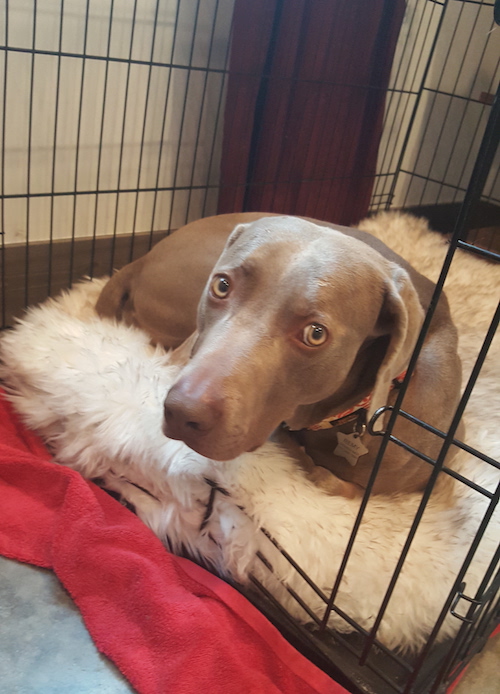 I'm glad my dog Remy is kennel trained