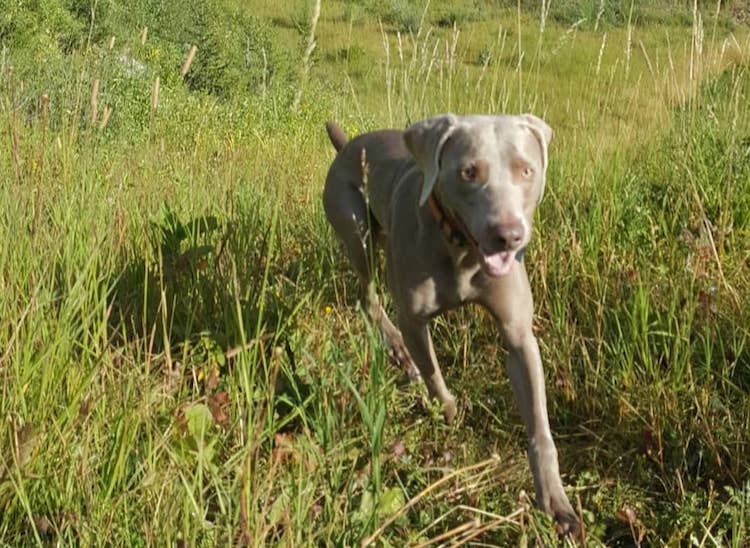 My dog Remy running on trails