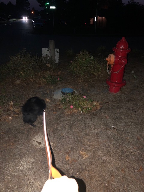 Waterproof reflective leash