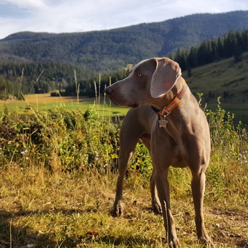 Remy the weimaraner on a hike