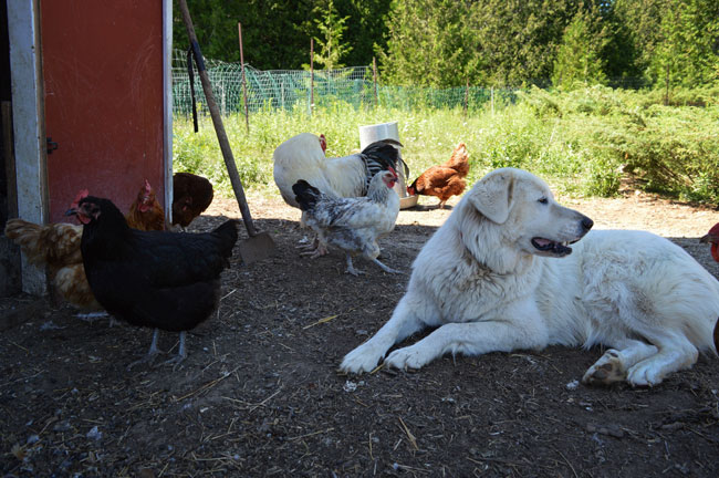 Maremma Sheepdog Livestock Guardian Dog