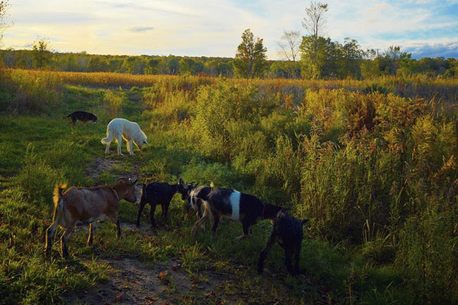 Livestock guardian dog with goats