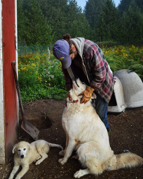 Socializing a livestock guardian dog