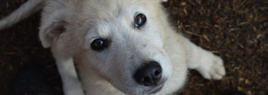 Maremma Sheepdog puppy