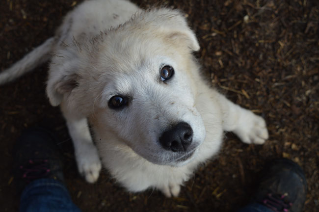 Maremma Sheepdog puppy