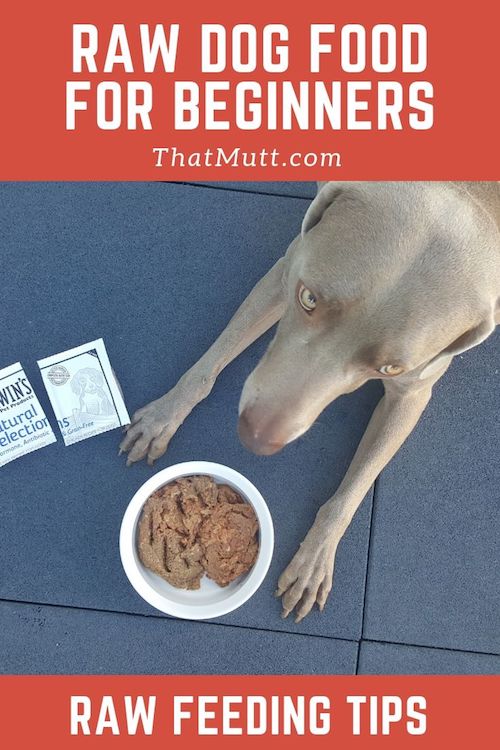 DIY raw feeding for beginners