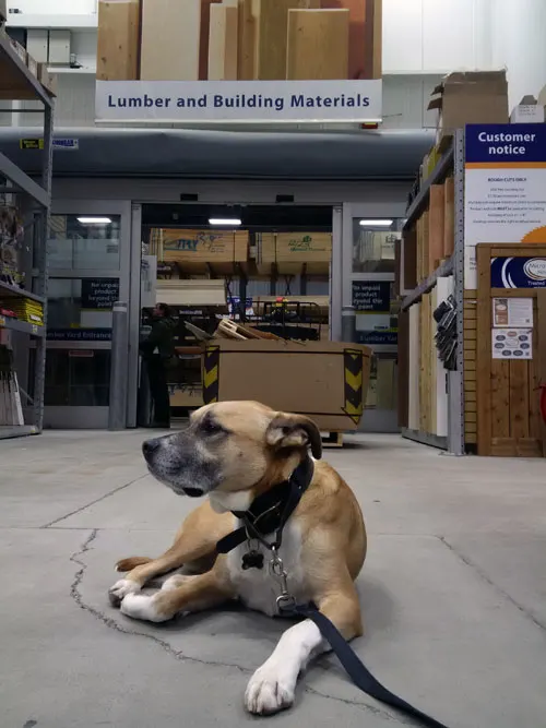 Baxter laying down while shopping - teach your dog to be patient