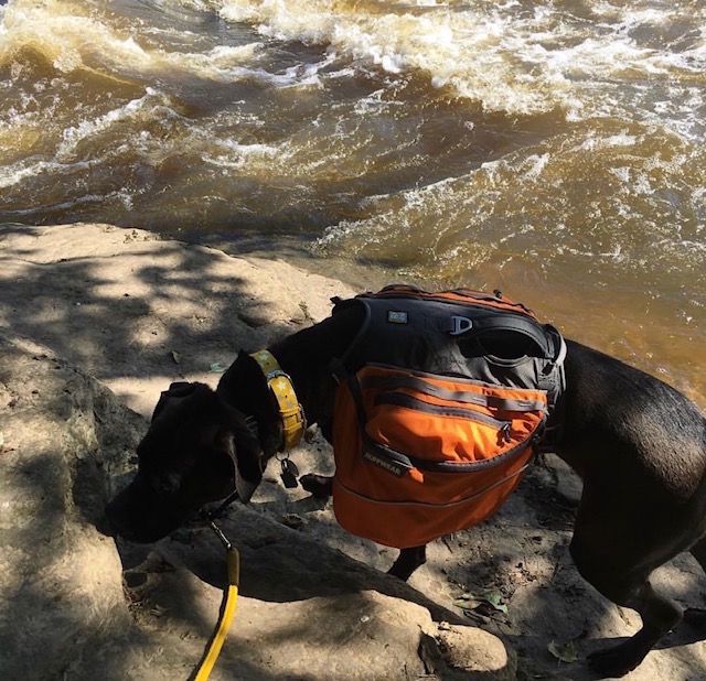 Dog backpack