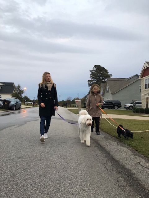 Dog safety while introducing dogs