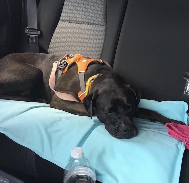 Cooling pad for dogs