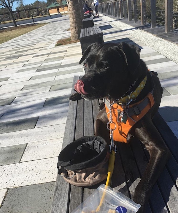 Fold-up water bowl for dogs