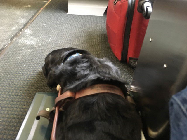 Tom the guide dog sleeps at his handler's feet on a train