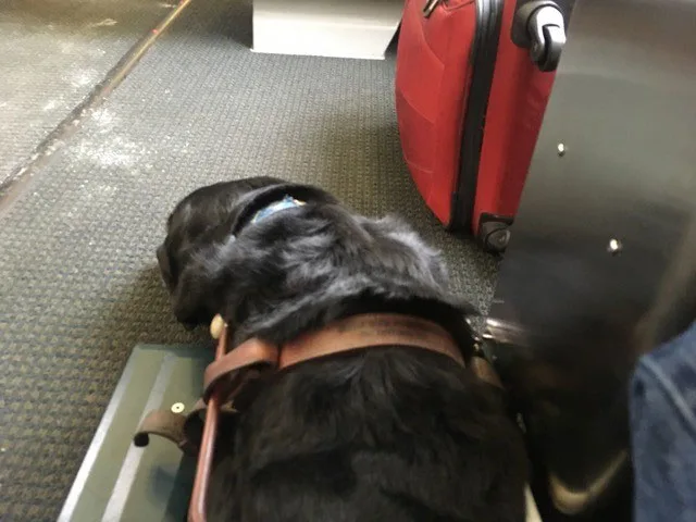 Tom the guide dog sleeps at his handler's feet on a train