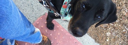 Tom the guide dog stops at a curb with a bump strip and his handler Katrin moves her left foot forward to investigate