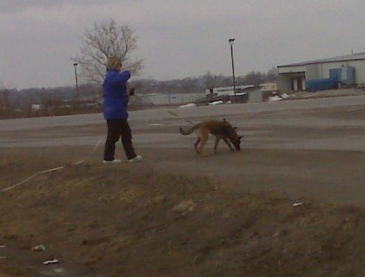Susan Read and her Belgian Malinois search dog Zori search on a road