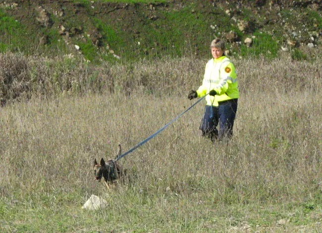 Susan Read and her Belgian Malinois search and rescue dog Zori search through snow