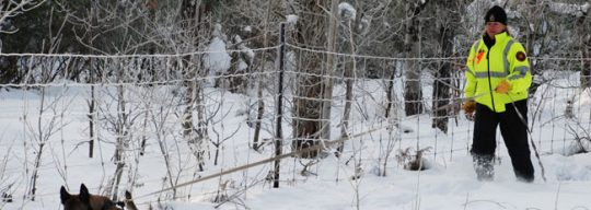 Susan Read and her Belgian Malinois search and rescue dog Zori search through snow