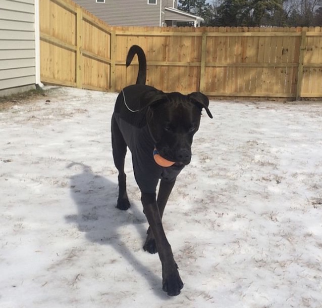 Winter safety tips for dogs - dog coat