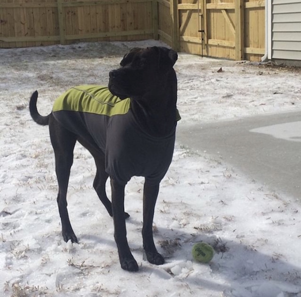 Winter safety tips for dogs