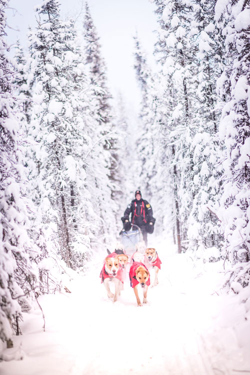 Alaskan Huskies pulling a dog sled through a forest