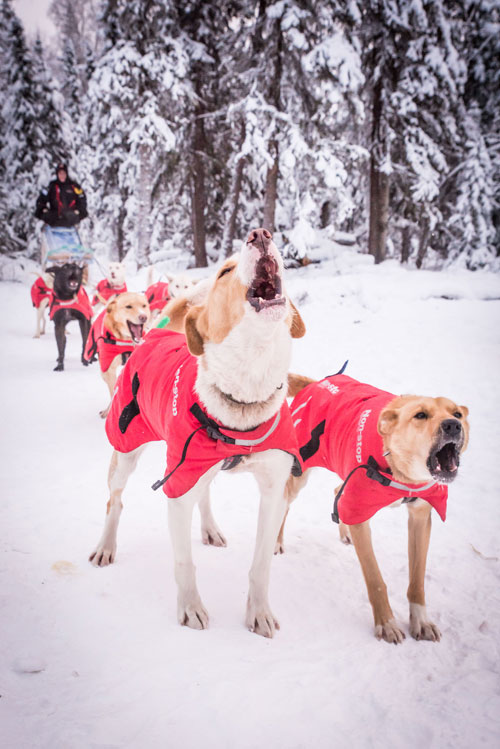 Alaskan Husky sled dogs barking