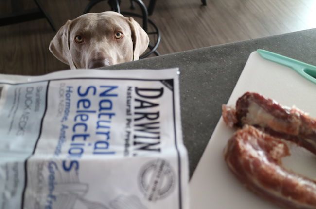 Darwin's raw dog food