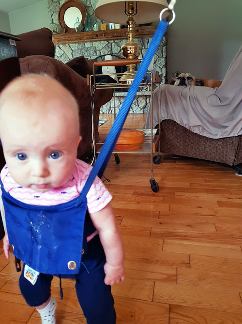 Baby in a jolly  jumper while a dog watches in the background