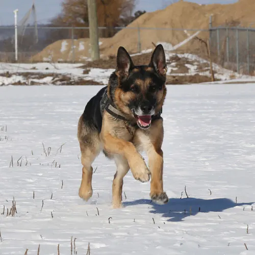 Police service dog