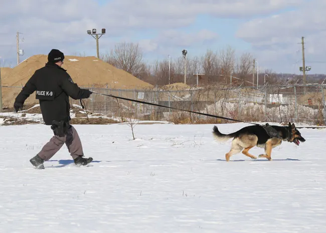 Police officer with a German Shepherd police service dog